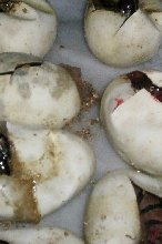 het pied babies