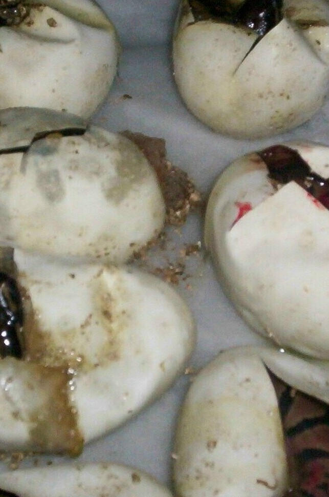 het pied babies