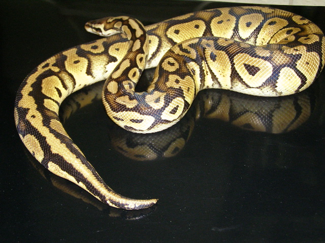 RDR pastel