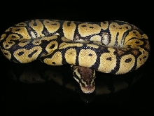 pastel 06f5