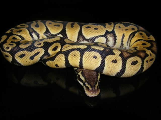 pastel 06f5
