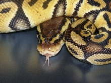 Ppastel female 7