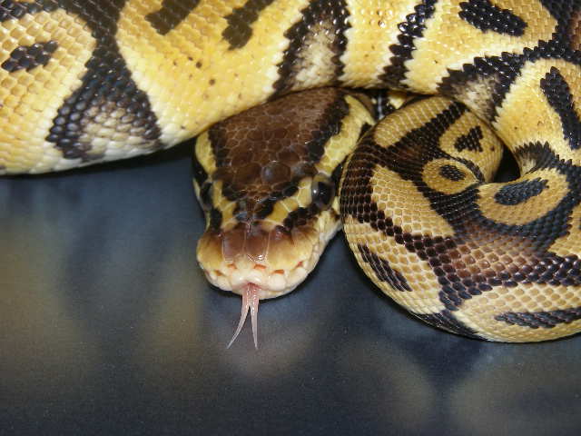 Ppastel female 7