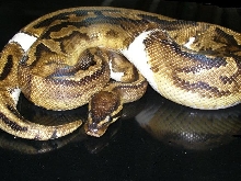 Pied male