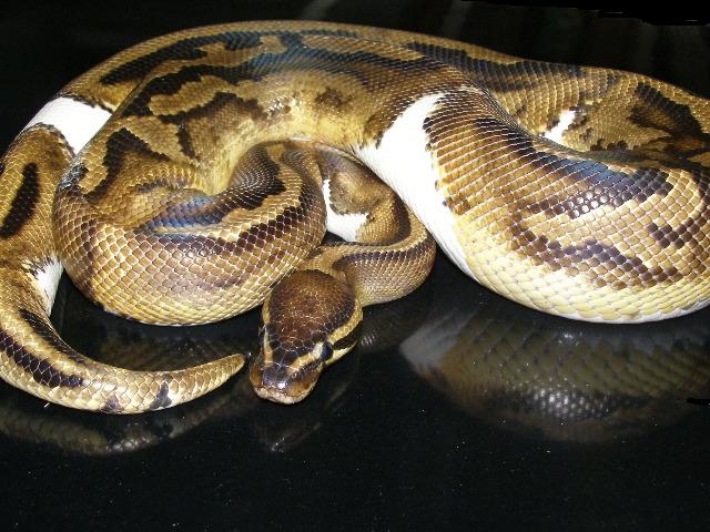 Pied male