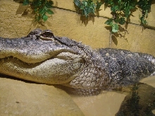 Big baby