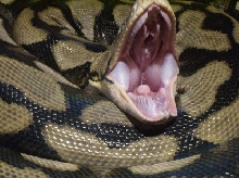 Tiger yawning