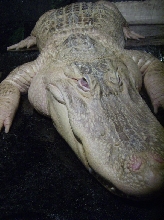 Albino