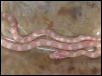 snow corn 1