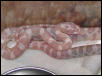 snow corn 2