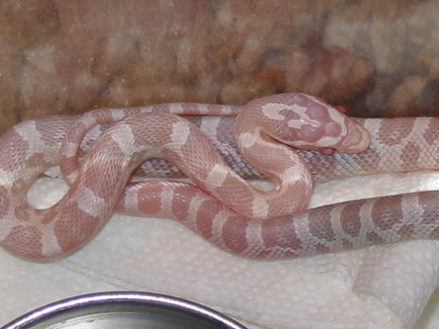 snow corn 2
