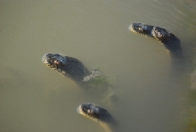 Group