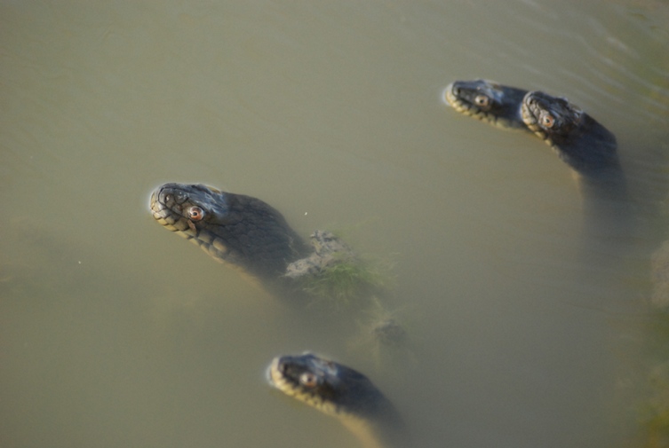 Group