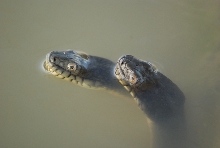 Two diamondbacks