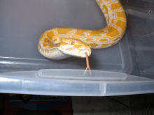 My Albino Burmese