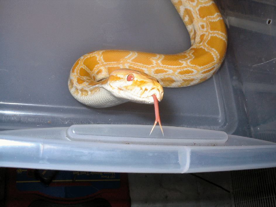 My Albino Burmese