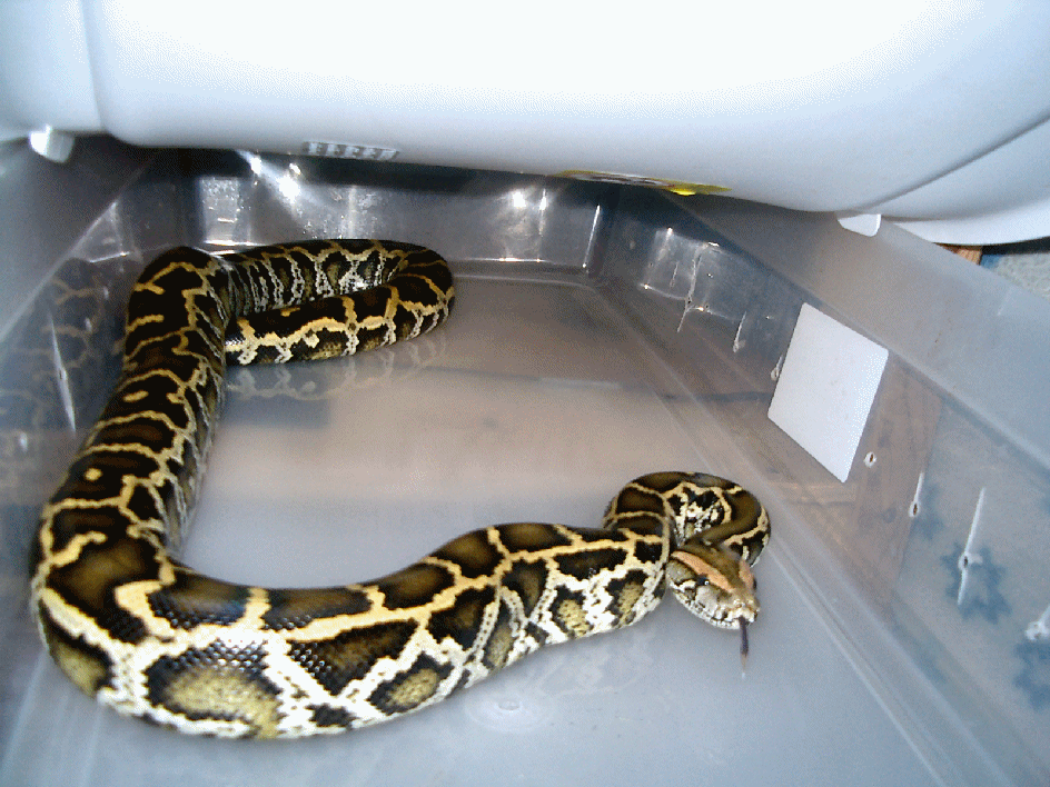 My Normal Burm Aries in his bin