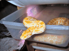 My burm trying to come out of his bin