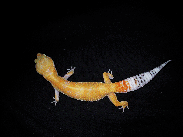 Super Hypo Tangerine Carrot Tail