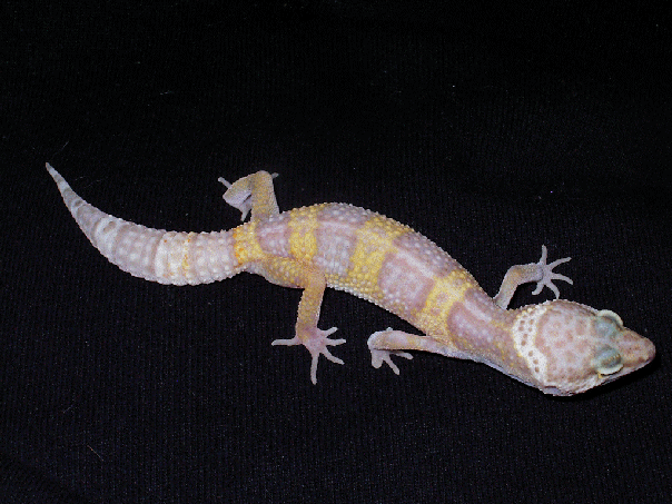 Albino Leopard Gecko