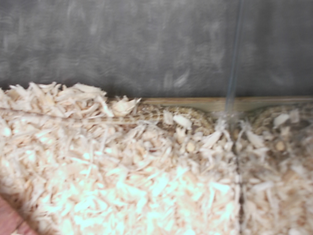 Ha! you can't see me now