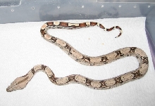 Skinny Boa