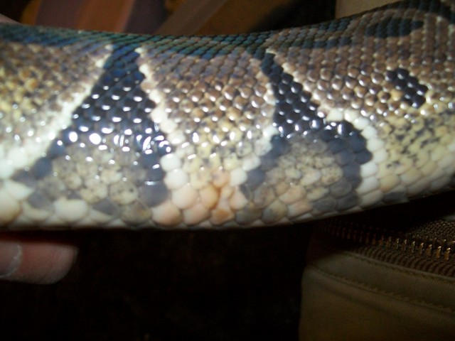 sore on bp