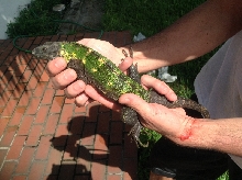 Ctenosaura pectinata