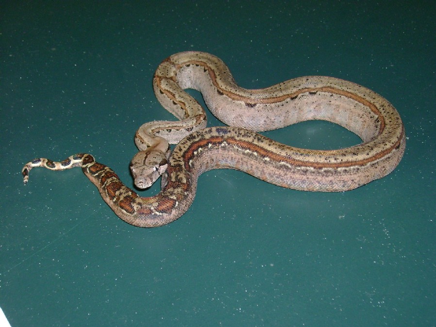 Saric Boa