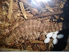 Argentine Red Tegu laying eggs
