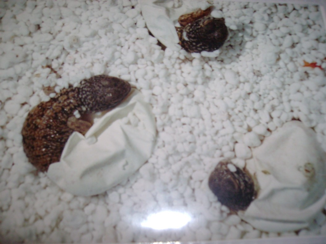 Morroccan Uromastyx acanthinurus hatching