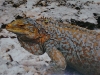 Cyclura rileyi - Bahamian iguana