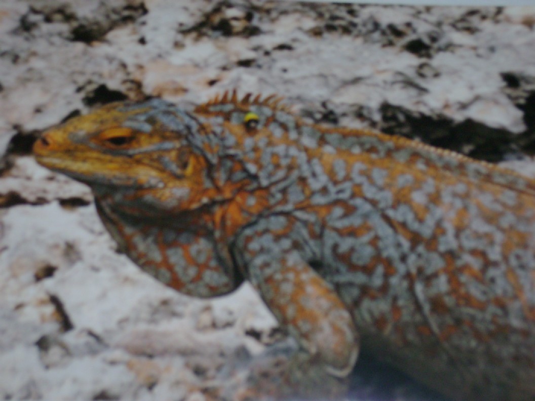 Cyclura rileyi - Bahamian iguana