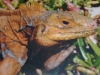 Cyclura rileyi - Bahamian iguana