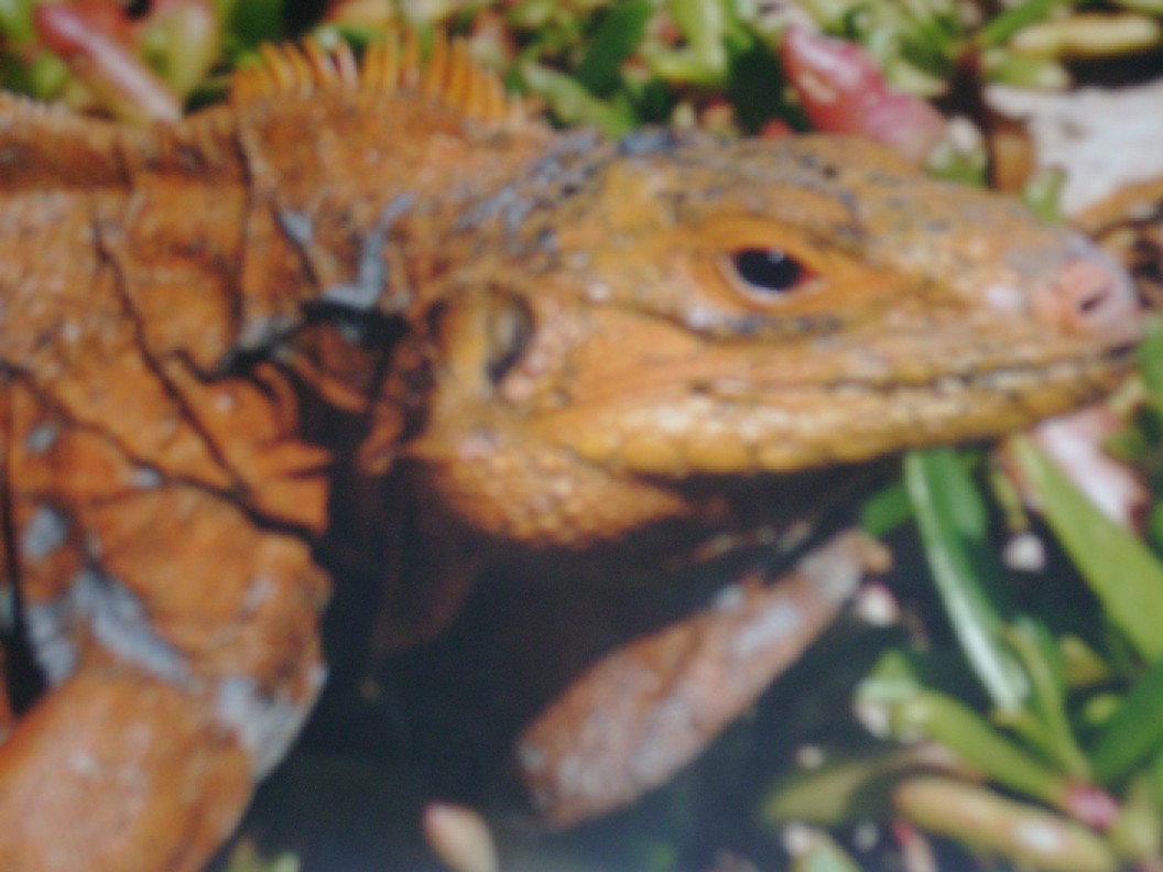 Cyclura rileyi - Bahamian iguana