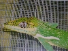 Cuban Anole
