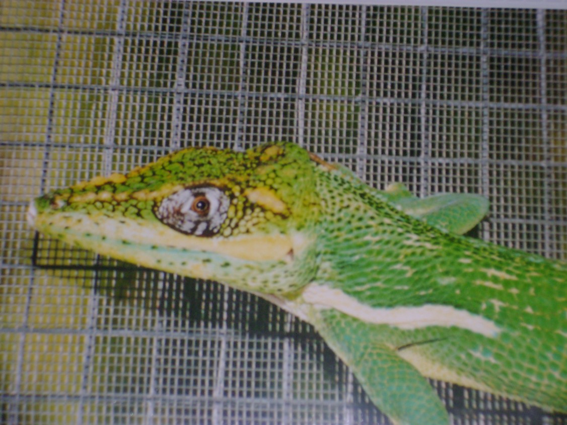 Cuban Anole
