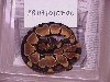 Female 100% het albino - SOLD