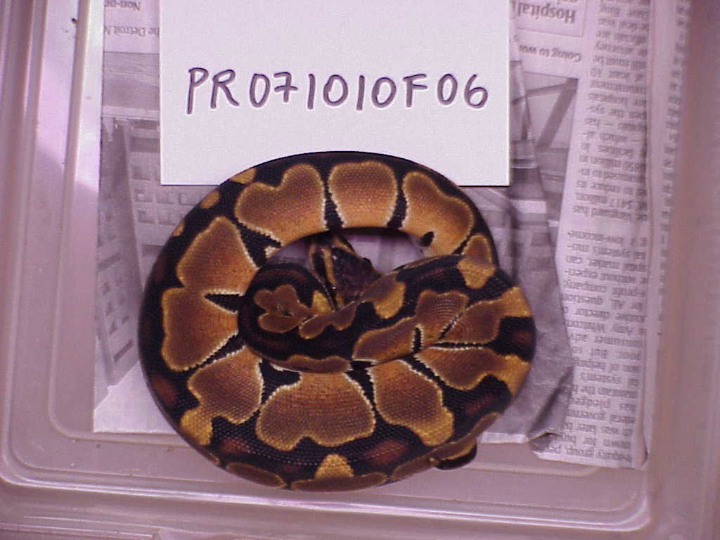 Female 100% het albino - SOLD