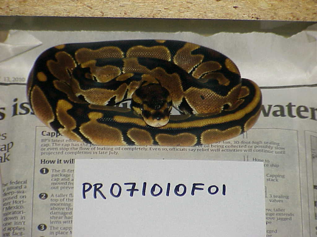 Female 100% het albino - F01 - SOLD
