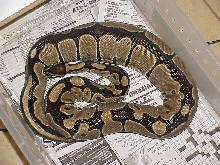 Mother of 100% het albino in ovulation