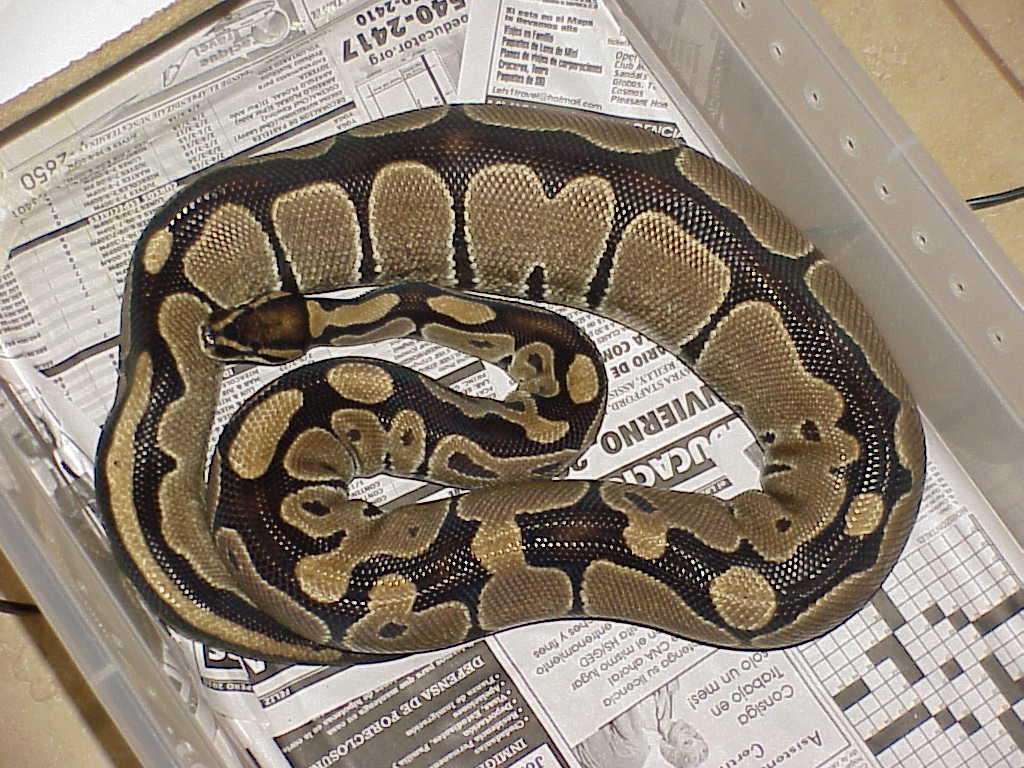 Mother of 100% het albino in ovulation