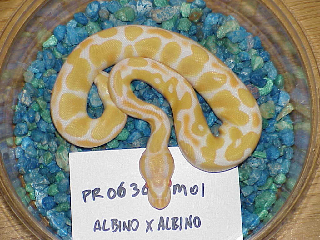 Male #1 - SOLD