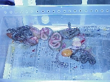 Dwarf Central American boa litter