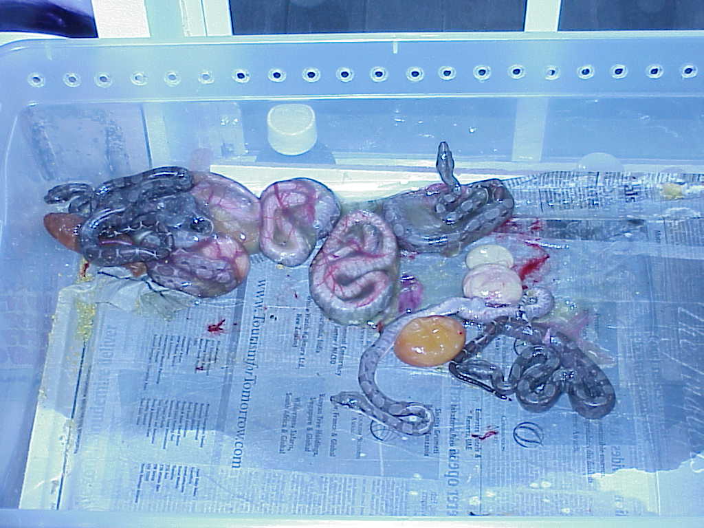 Dwarf Central American boa litter