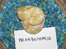 Male #2 - 133 grams as of 12/06