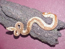 male probable super hypo striped - SOLD