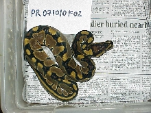 Female 100% het albino - F02 - SOLD
