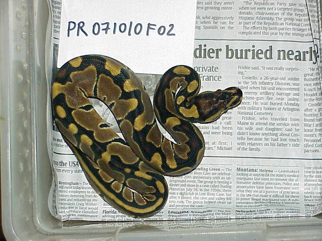 Female 100% het albino - F02 - SOLD