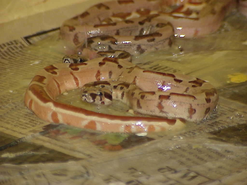 Male Super Hypo striped tail - $250